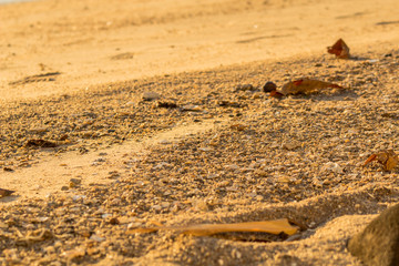 Sea shells on the sand