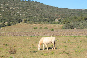 Camargue horses in Frontignan, Herault, France
