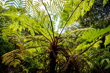 Large Fern