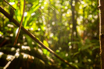 Spiderweb in the Forest