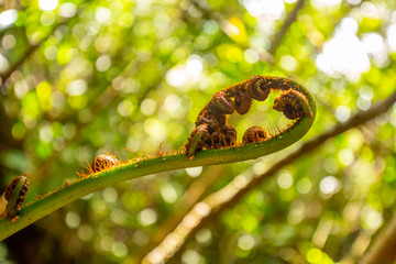 Young Fern Closeup