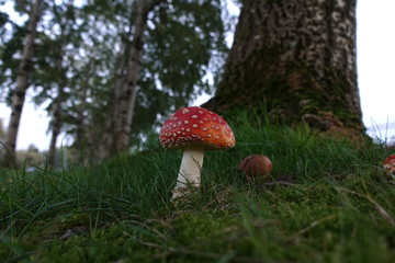 mushroom under the trees in the grass