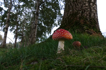 mushroom under the trees in the grass