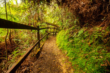 Tropical Forest Path