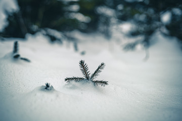 Kleine Fichte im Schnee