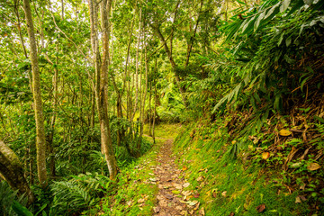 Tropical Forest Path