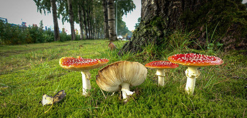 mushroom under the trees in the grass
