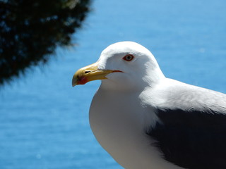 Nahaufnahme einer Möwe in Nizza an der Cote d'Azur