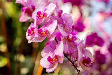 Fototapeta na wymiar Light Pink Orchids