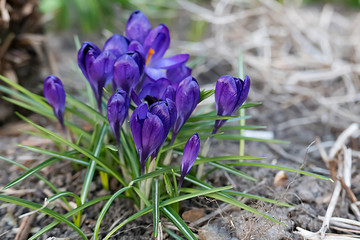 Spring primroses. Beautiful blue flowers.