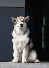 puppy sitting and looking at the camera in full growth, alaskan malamute