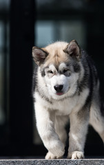 Malamute puppy walks through the streets of the city