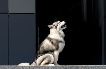 Fototapeta premium puppy sits sideways, alaskan malamute