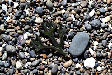Colored pebbles on the beach