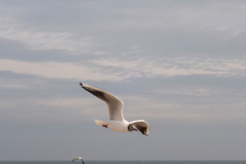 Seagulls and pigeons on the seashore on the beach on a sunny spring day.