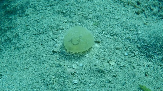 Jelly-like eggs on sendy bottom. Protective sheath of eggs Lugworm Arenicola marina attached to the bottom among seagrass. Low-angle shot, Underwater shot, Red sea, Egypt (Underwater shot)