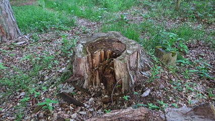 Alter Baumstumpf teilweise schon morsch