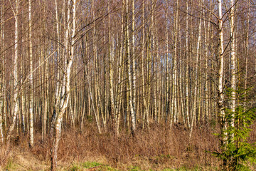 Fototapeta premium trees in forest