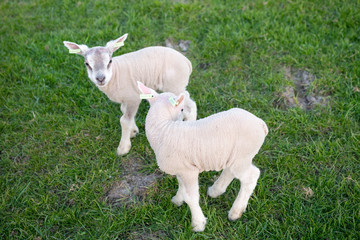 Fototapeta premium Two young lambs in the green pasture