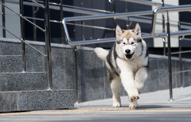 malamute dog runs fast