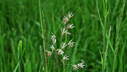 Grasblüte zwischen Gräsern vor grünem Hintergrund