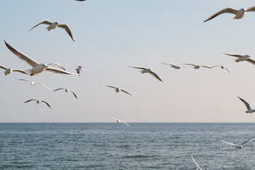 Seagulls and pigeons on the seashore on the beach on a sunny spring day.