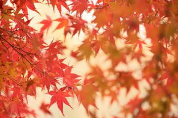 japanese autumn leaves