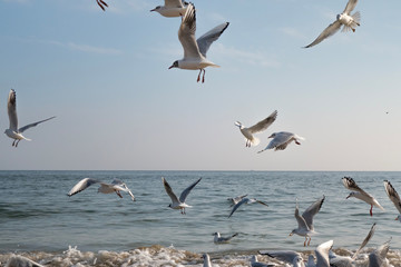 Seagulls and pigeons on the seashore on the beach on a sunny spring day.