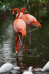 Flamingos in the water with white birds in nature