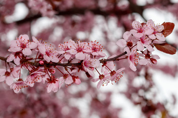 Close Up Pink Flowers Spring Blossom	