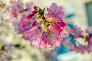 Cherry blossom (Sakura)
