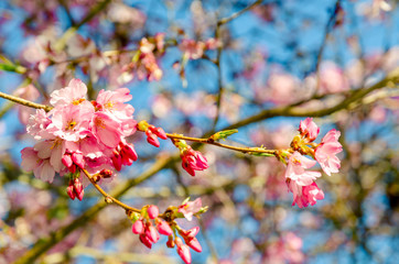 Cherry blossom (Sakura)