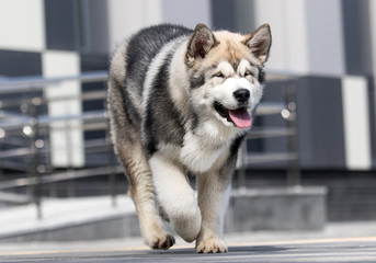 malamute dog runs fast