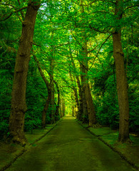 Beautiful green footpath through green park, Acores