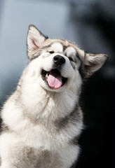 Malamute dog peeps out with a funny muzzle with tongue