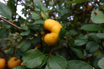 Yellow autumn apples on a branch