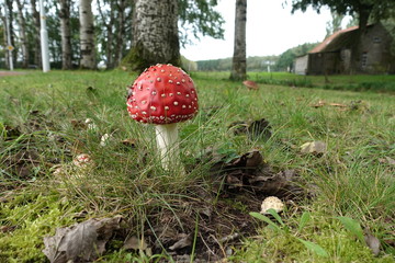 Mushrooms under the trees in the grass