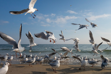 Seagulls and pigeons on the seashore on the beach on a sunny spring day.