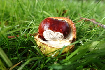 Chestnut in the grass in sunlit dew