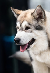 puppy looks sideways, alaskan malamute