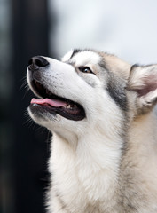 puppy looks sideways