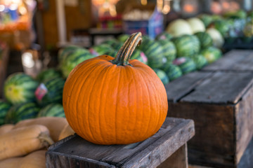 Single Pumpking On Wood Box with Watermelons in the Background