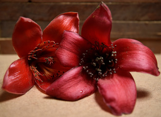 Fototapeta na wymiar Red Silk Cotton flower Bombax ceiba