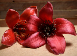 Fototapeta na wymiar Red Silk Cotton flower Bombax ceiba