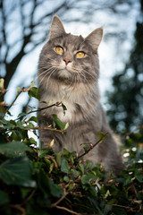 portrait of a cute maine coon cat in nature looking at camera
