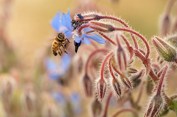 flying bee that is pollinating a blue flower in summer