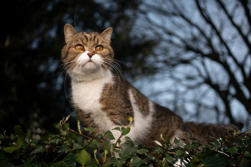 tabby white british shorthair cat outdoors on the move observing garden from elevated viewpoint