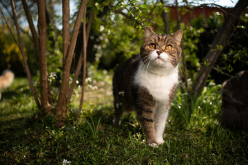 Naklejka na ściany i meble portrait of a tabby white british shorthair cat standing on meadow surrounded by plants looking curiously