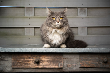 blue tabby maine coon cat sitting on old table with drawer looking at camera