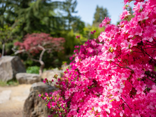 Obraz premium jardin japonais